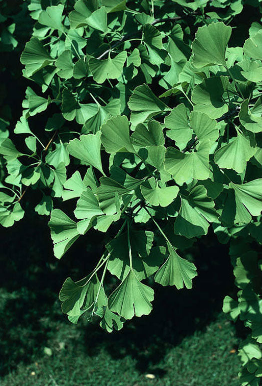 Gingko Biloba - Tempeltræ CO 200-250cm