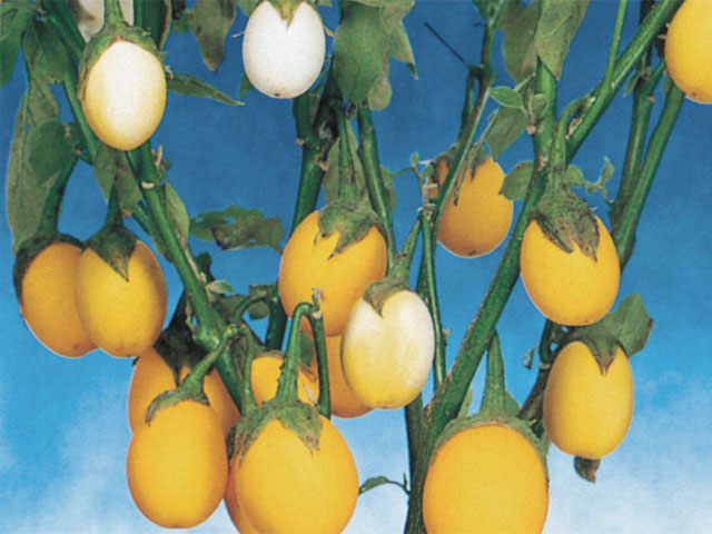 Aubergine - Golden Eggs