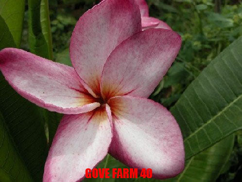 Plumeria -  Gove Farm