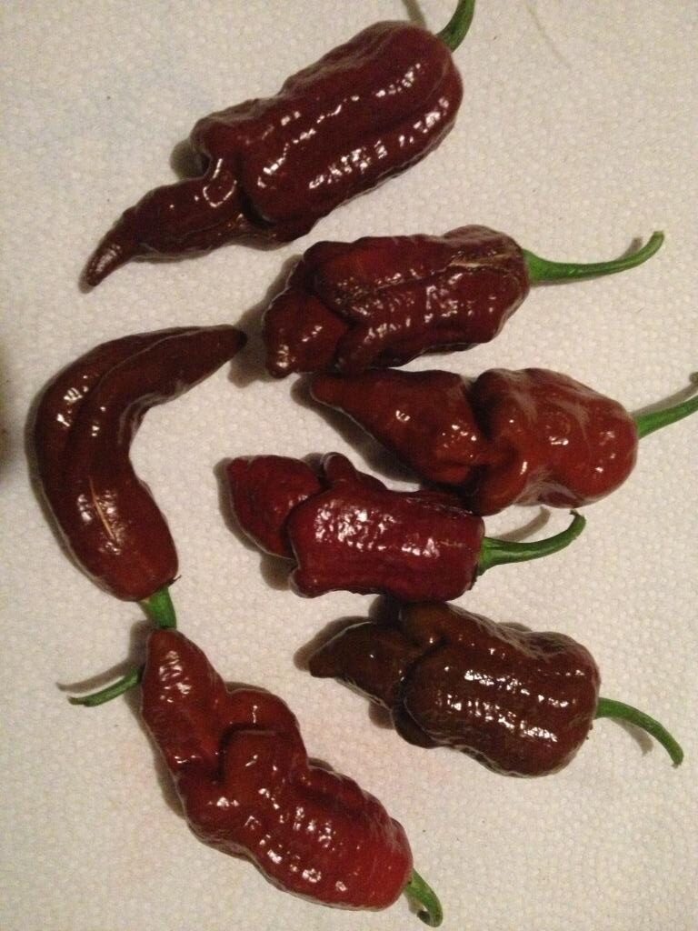 Habalokia Chocolate - C. Chinense