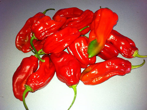 Habalokia Red - C. Chinense