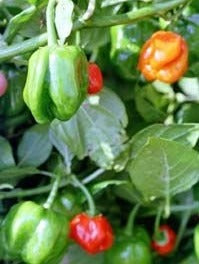 Tørrede Habañero red/yellow