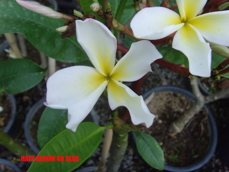 Plumeria -  Haft Bloom