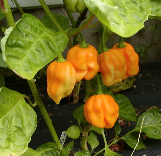 Harold St. Bart - C. chinense