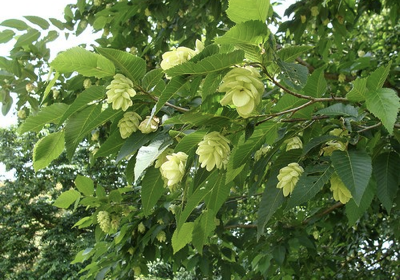 Humlebøg - Ostrya japonica