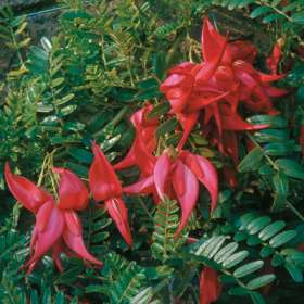 Rød Hummerklo - Clianthus puniceus roseus