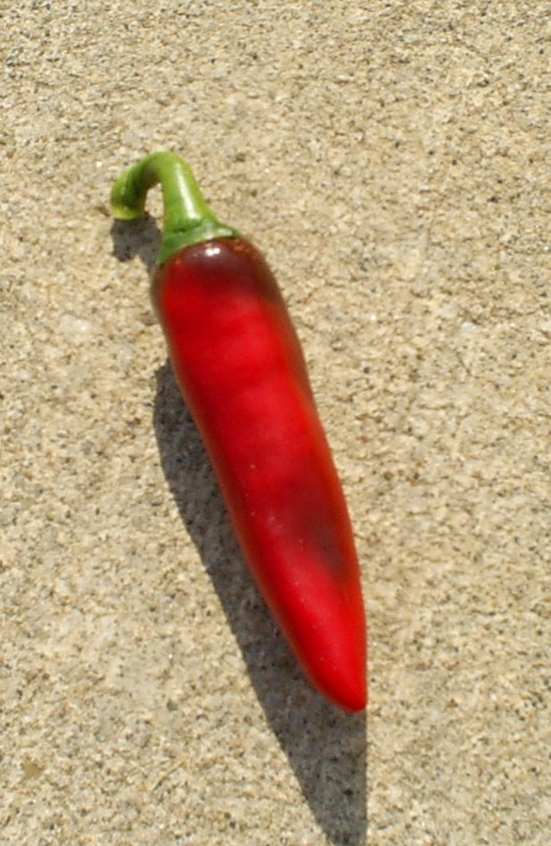 Hungarian Death - C. annuum