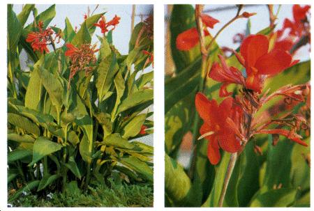 Canna Indica - Beauty orange