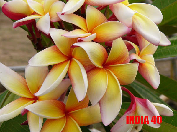 Plumeria -  India