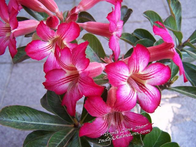 Ørkenrose - Adenium 'Irene'