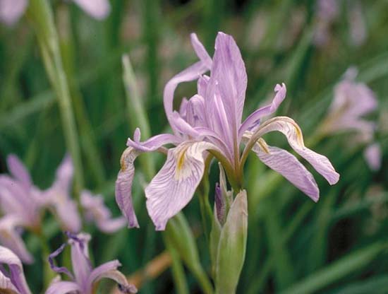 Rocky Mountain Iris