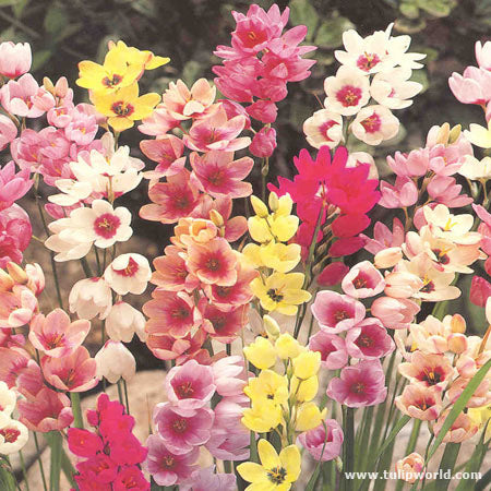 Afrikansk Kornlilje - Ixia mix