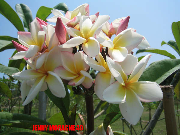 Plumeria -  Jenny Morange