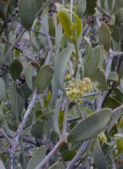 Jojoba - Simmondsia chinensis - PLANTE -