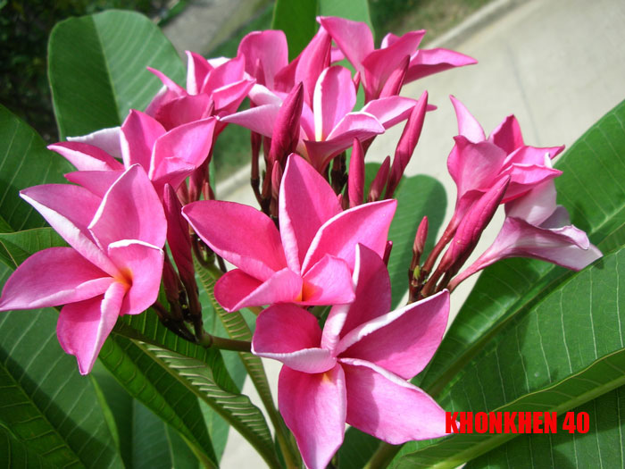 Plumeria - Khonken