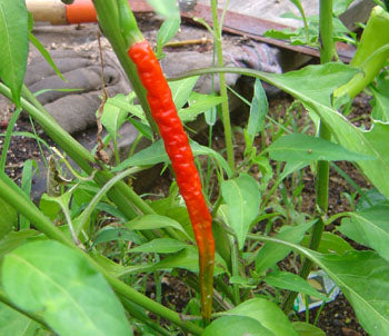 Kung Pao - C. annuum