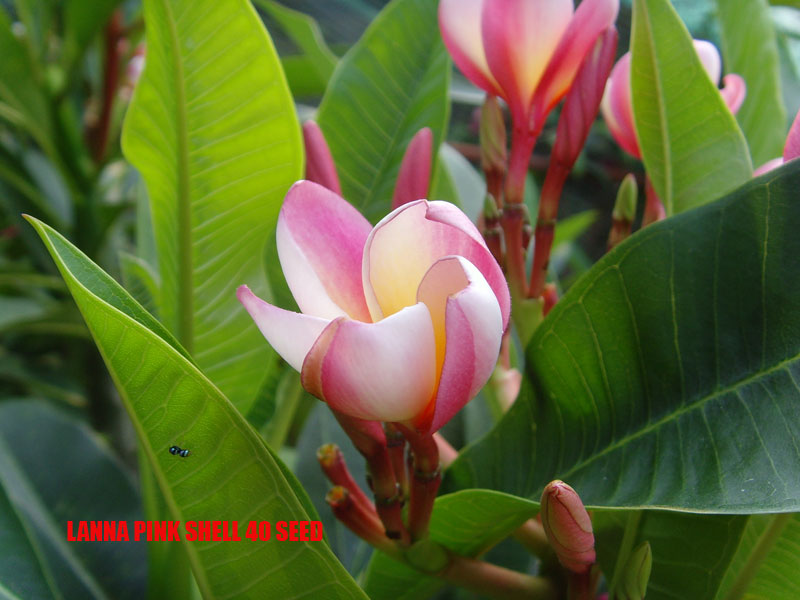 Plumeria -  Lanna Pink Shell
