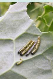 Dipel mod sommerfuglelarver