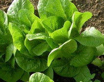 Winter density - Vintersalat