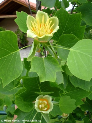 Tulipan Træ - Liriodendron Tulipfera v. fastigata CO 200-250cm