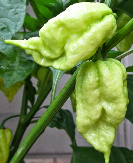 Bih Jolokia Light Green - C. chinense