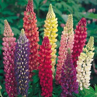 Russell lupin (pragtlupin) Lupinus polyphyllus