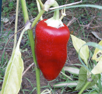 Mariachi - C. annuum