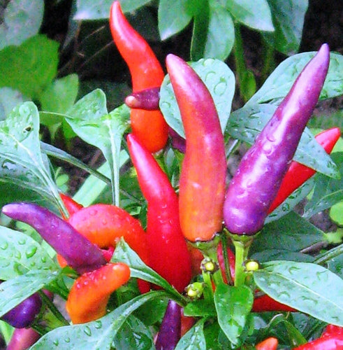 Masquerade - C. annuum