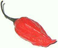 Naga Raja Mirch - C. chinense