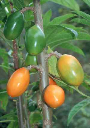 Col de Monte - Carica monoica