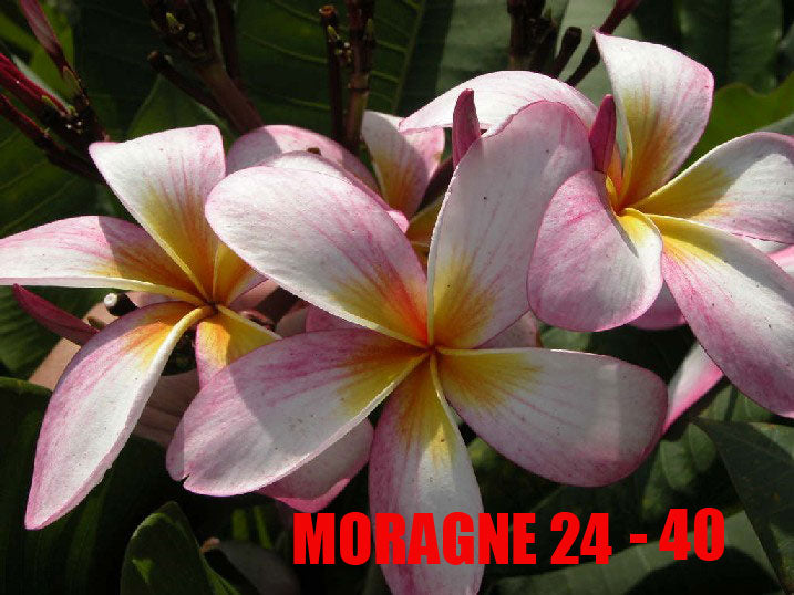 Plumeria - Moragne 24