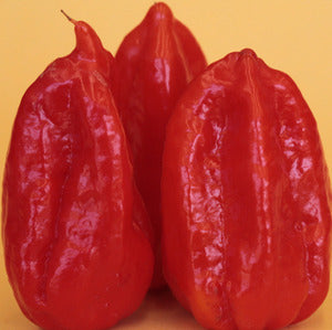 Nagabon - C. chinense