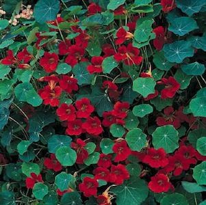 Blomsterkarse  -  Empress of India