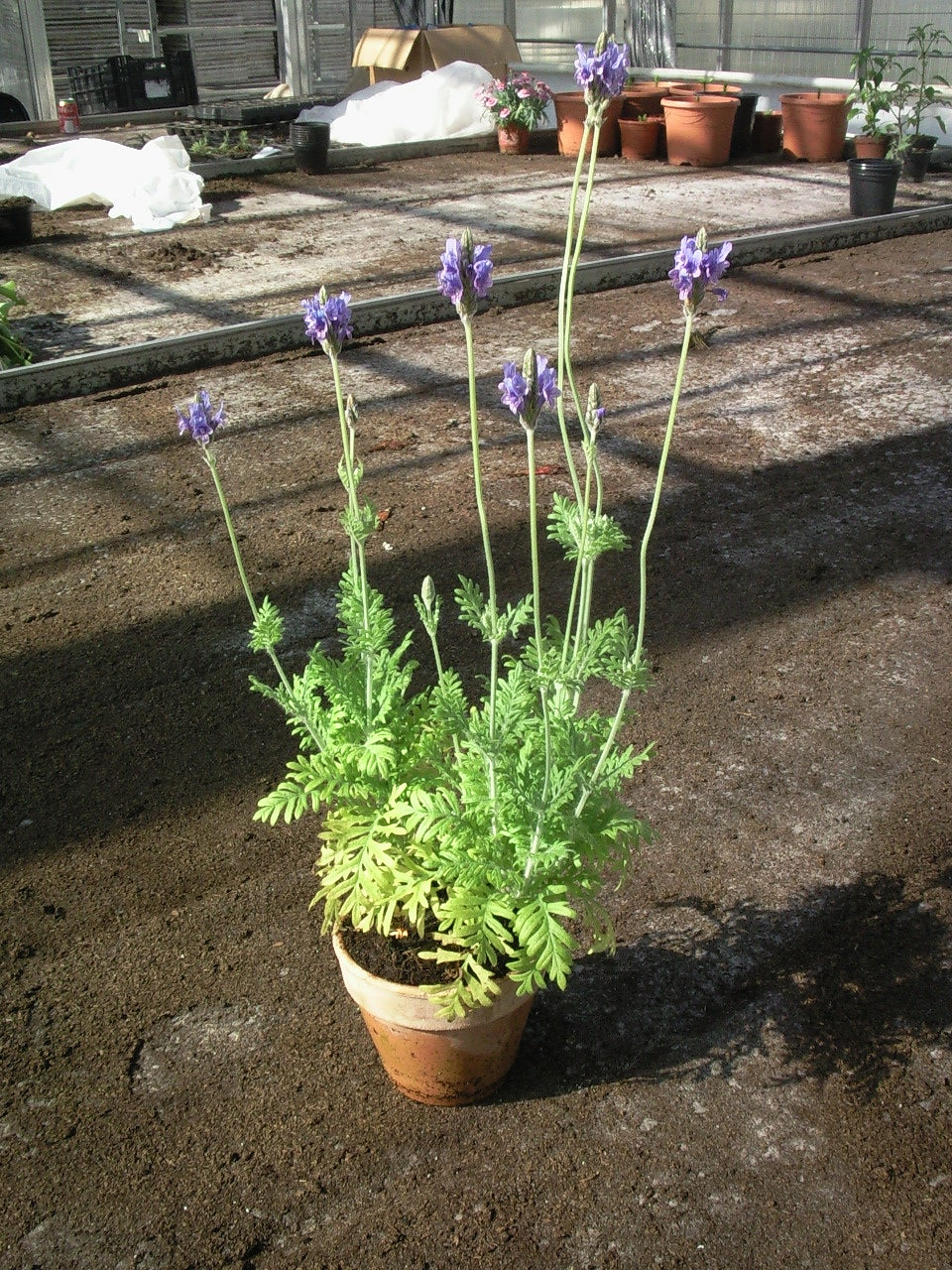 Oregano lavendel - PLANTE!!!