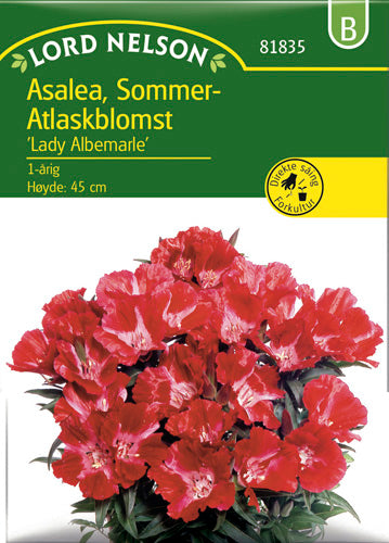 Atlaskblomst, Lady Albemarle