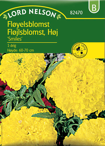 Fløjlsblomst, Opret, Smiles, Gul