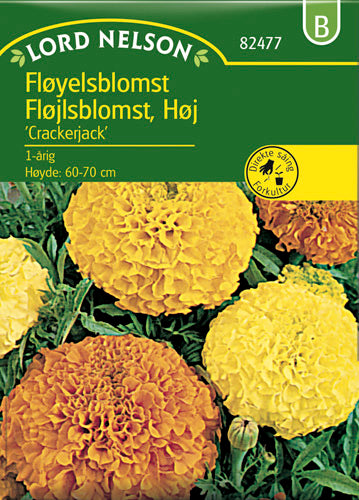 Fløjlsblomst, Opret, Crackerjack