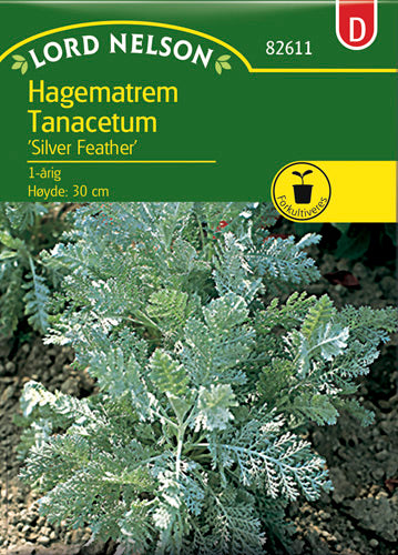 Tanacetum, Silver Feather