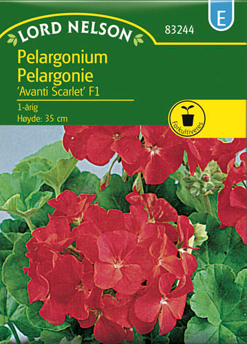 Pelargonie, Avanti Scarlet F1, rød