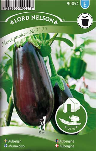 Aubergine, Moneymaker No. 2 F1