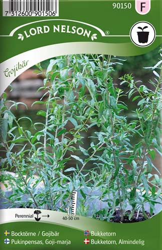 Bukketorn, Gojibær- Almindelig