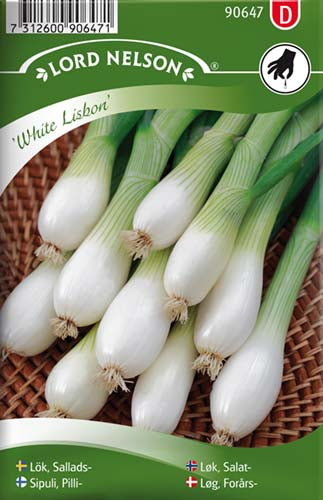 Løg, Forårs-, White Lisbon