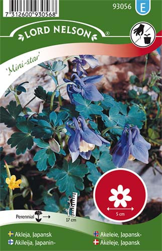 Akeleje, Japansk, Mini-star, blå