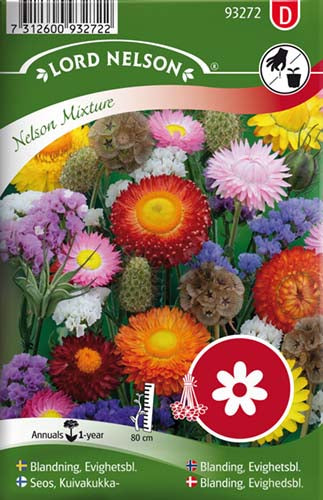 Blanding, Evighedsblomst