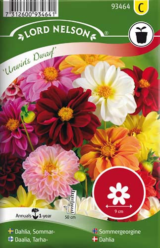 Dahlia, Unwin´s Dwarf, bl. farver