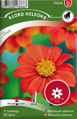 Mexicansk solblomst, Torch, orangerød