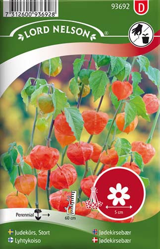 Jødekirsebær, Asiatisk, rød