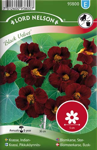 Blomsterkarse, Busk-, Black Velvet