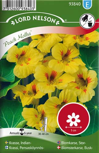 Blomsterkarse, Busk-, Peach Melba