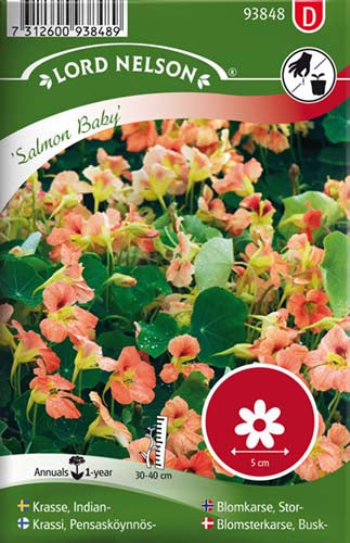Blomsterkarse, Busk-, Salmon Baby